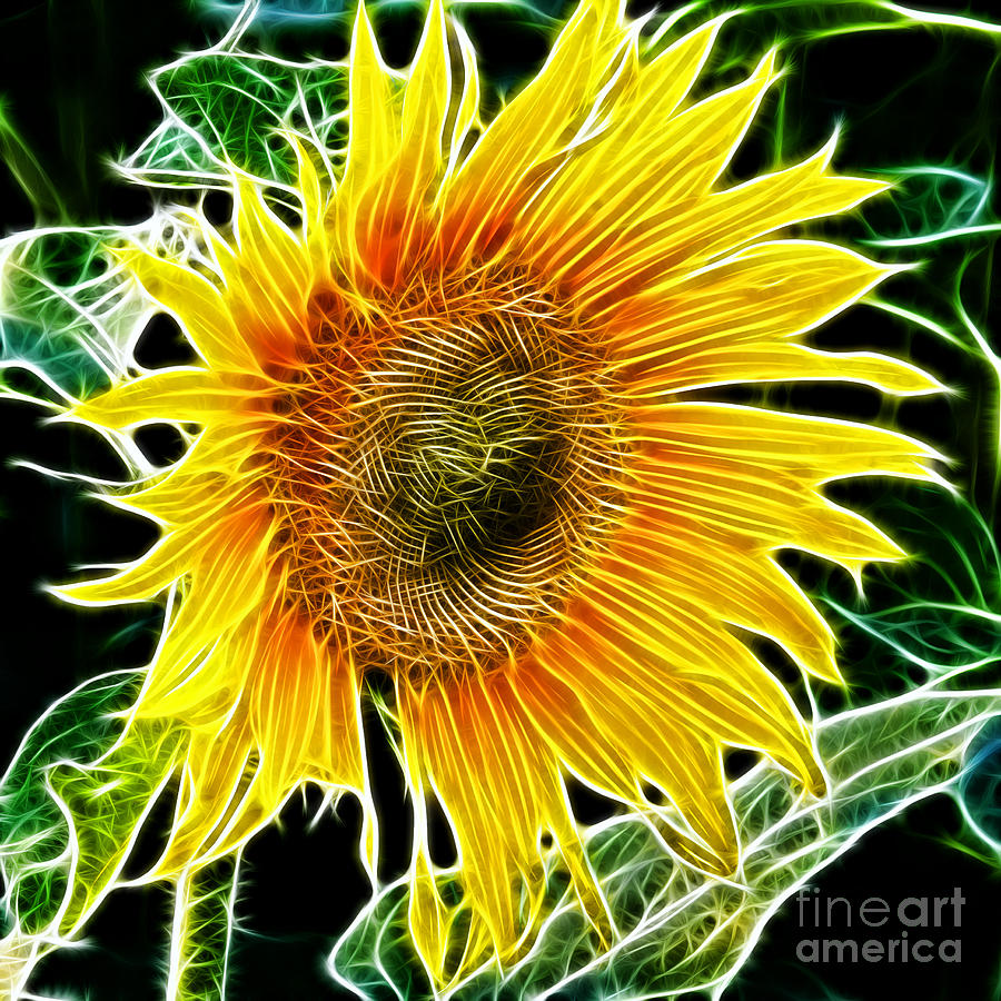 Sunflower Photograph - Vibrant Sunflower by Mariola Bitner