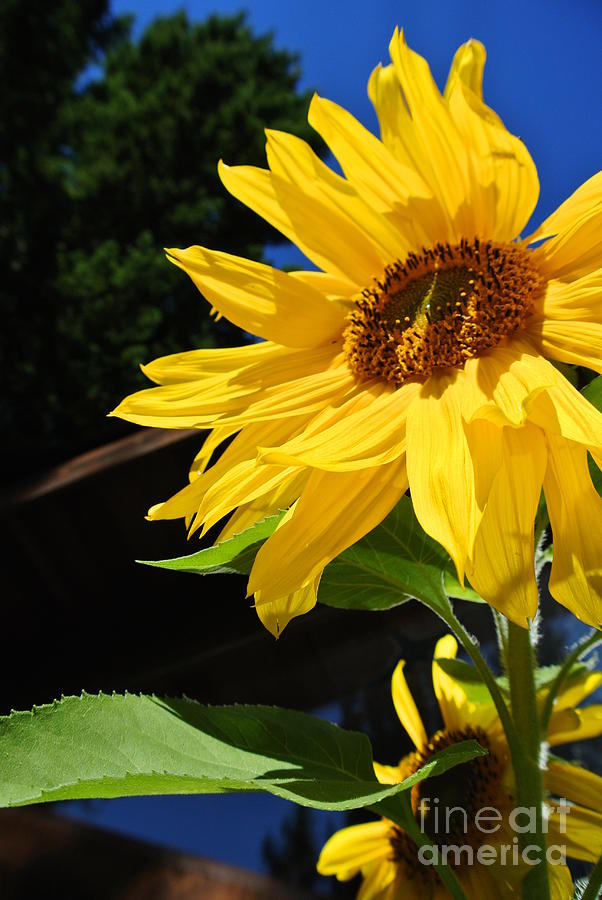 Vibrant Sunflowers Photograph by Sharron Cuthbertson