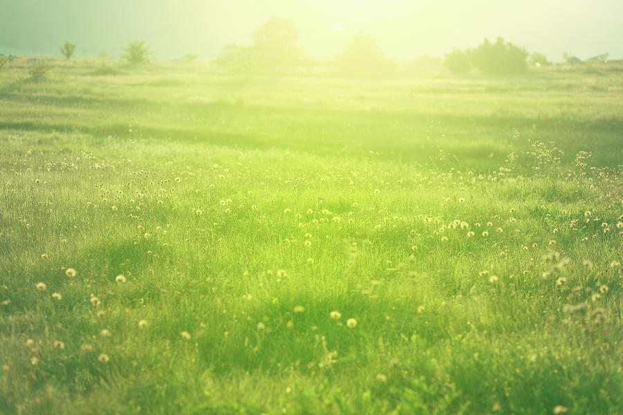Vibrant Sunny Meadow Photograph by Lechatnoir