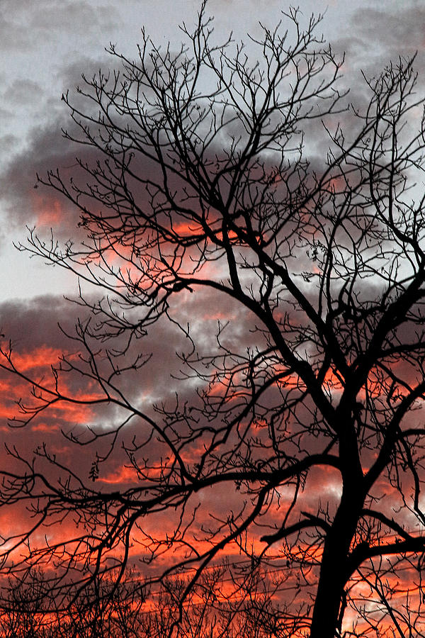 Vibrant Sunset with Tree Branches Photograph by Linda Phelps
