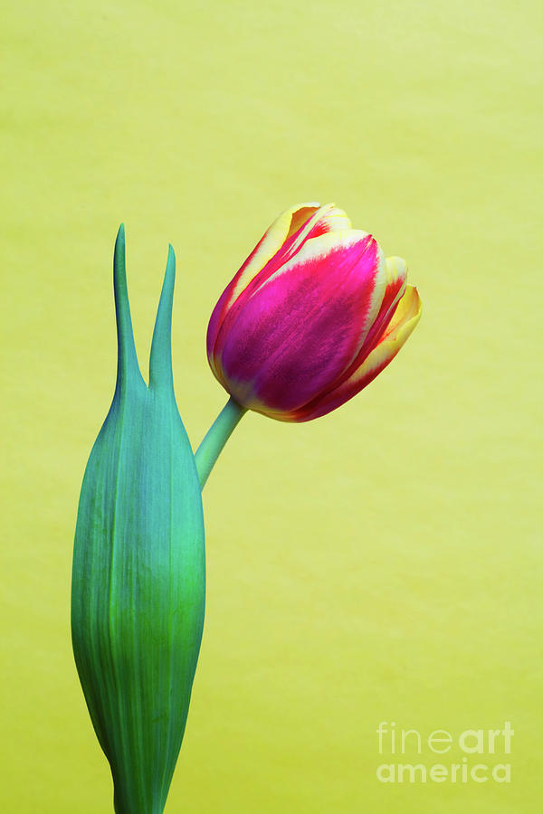 Vibrant Tulip Peace Sign   Photograph by Linda Matlow