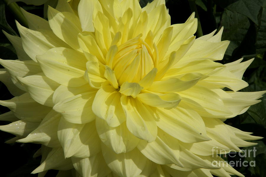 Nature Photograph - Vibrant Yellow by Christiane Schulze Art And Photography