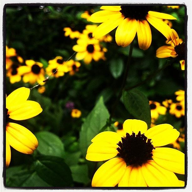 Flowers Still Life Photograph - Vibrant Yellow Flower  #flower #photo by Deborah Portwood