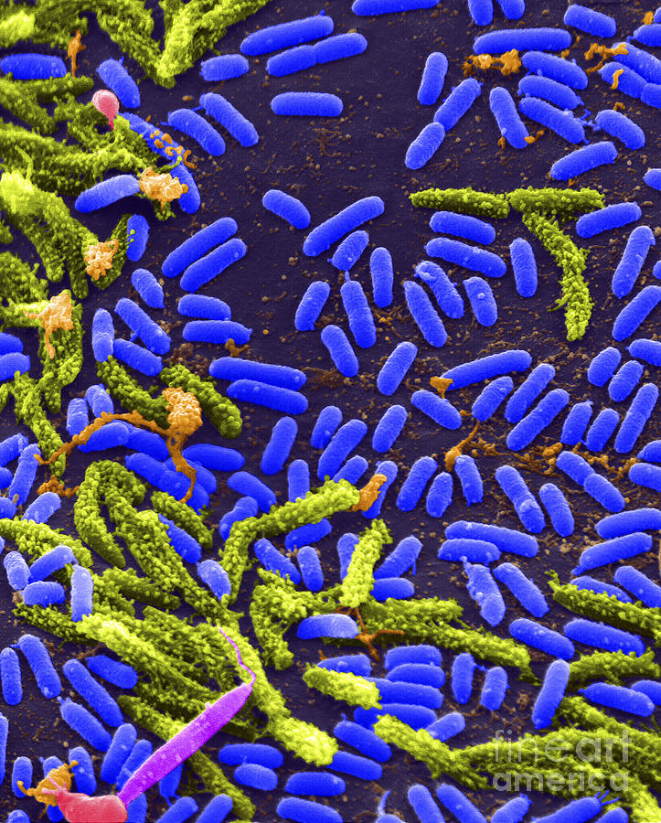 Vibrio Bacteria Sem Photograph by Science Source