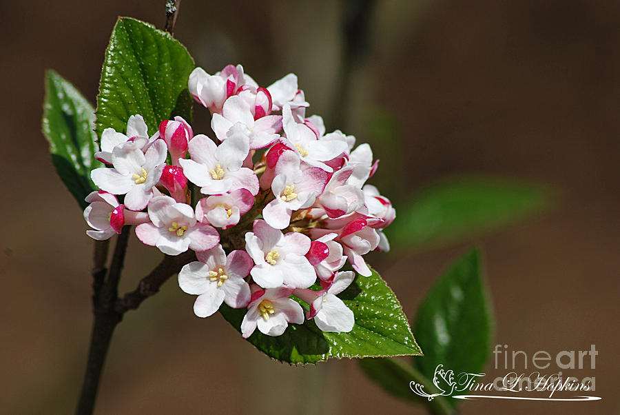 Viburnum Blossoms 20120410_39a Photograph by Tina Hopkins