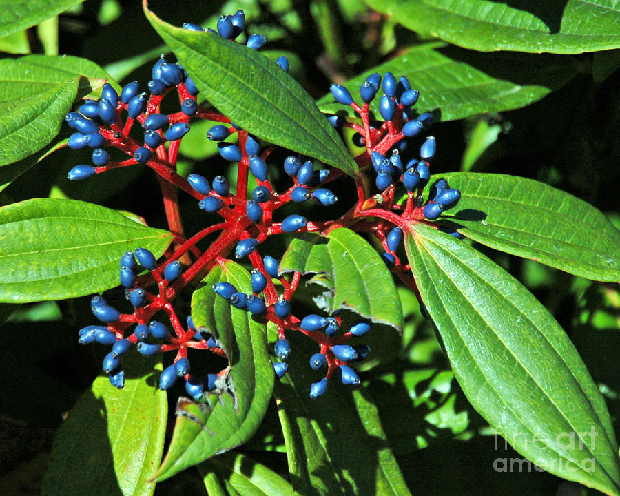 Viburnum in the Fall Photograph by Chuck Flewelling