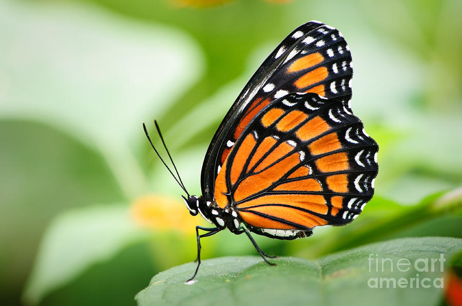 Viceroy Butterfly 1 Photograph by Oscar Gutierrez