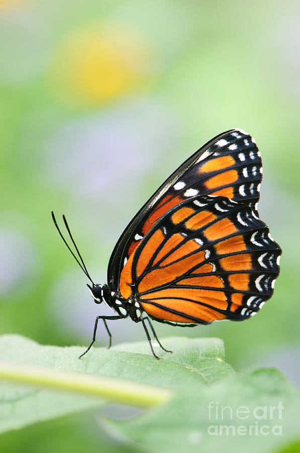 Viceroy Butterfly 2 Photograph by Oscar Gutierrez
