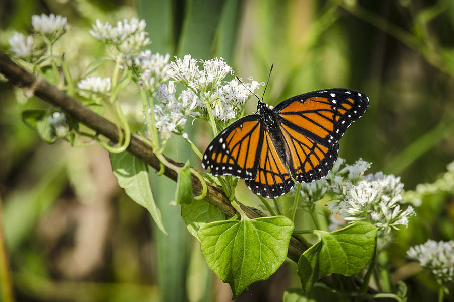 Viceroy Butterfly Photograph by Bradley Clay