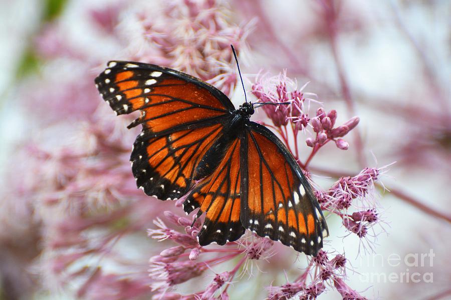 Viceroy Butterfly Photograph by Cindy Manero