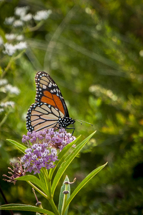 Viceroy Butterfly Photograph by Debbie Karnes