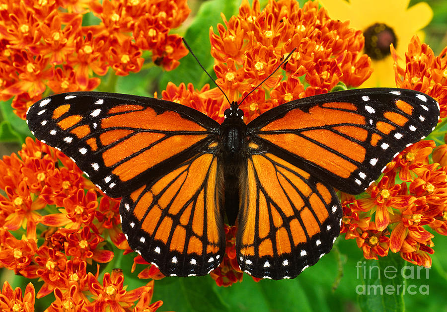 Viceroy Butterfly Photograph by Gary Meszaros