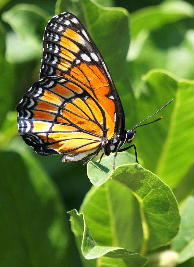 Viceroy butterfly Photograph by Jenny Hudson | Fine Art America