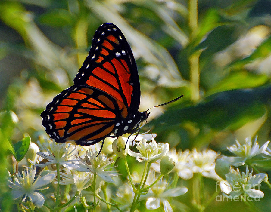 Viceroy Butterfly Photograph by Kerri Farley