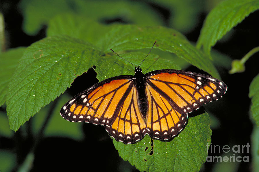 Viceroy Butterfly Photograph by Larry West
