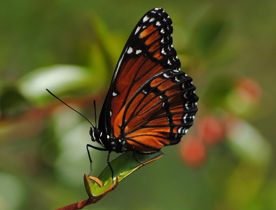 Viceroy Butterfly Photograph by Michael Terracina - Fine Art America