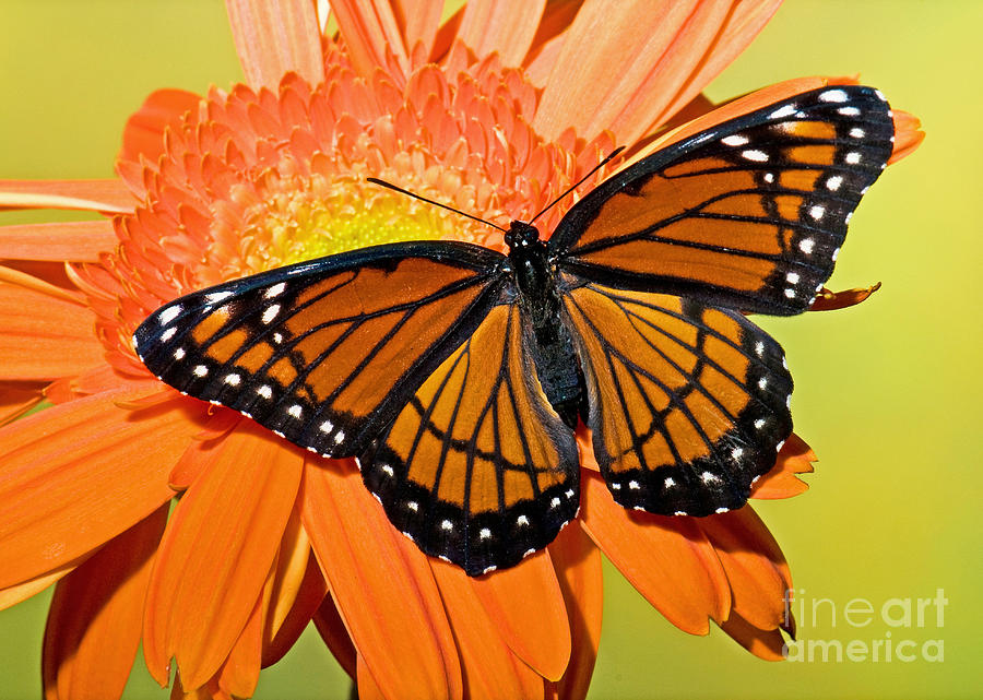 Wildlife Photograph - Viceroy Butterfly by Millard H. Sharp