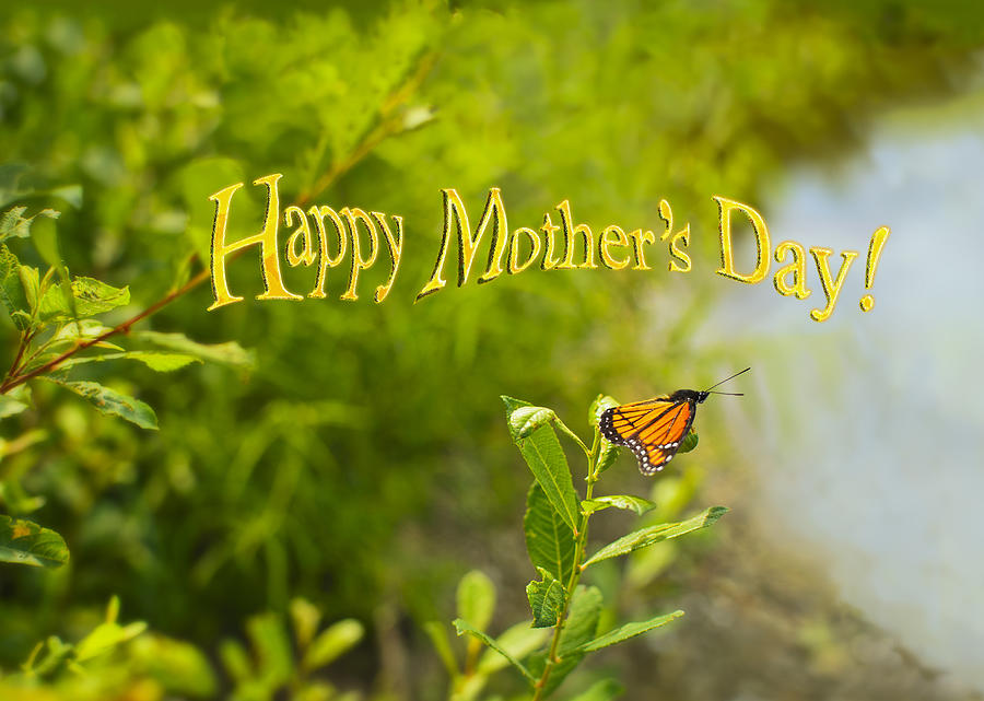 Viceroy Butterfly Mothers Day Card Photograph by Marianne Campolongo