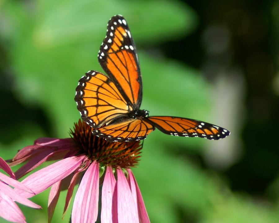 Viceroy Butterfly on a Purple Coneflower Photograph by Greni Graph