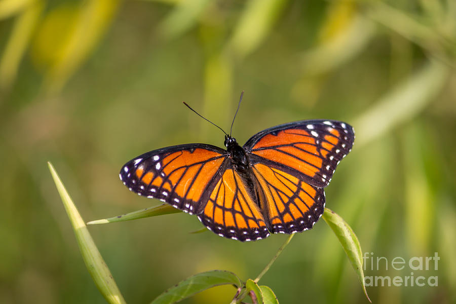 Viceroy Butterfly Photograph