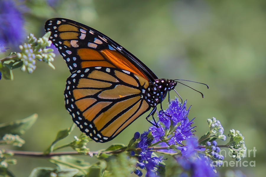 Viceroy Butterfly Photograph by Ronald Lutz