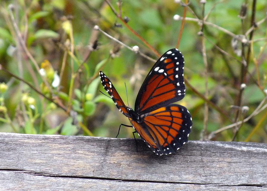 Nature Photograph - Viceroy by Peggy King