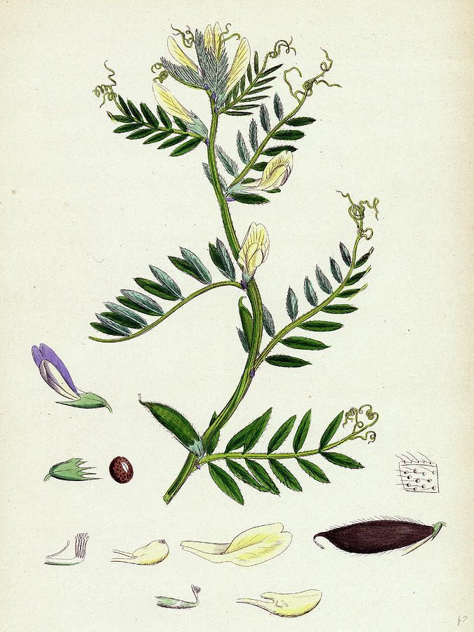 Vicia Eu-lutea Bush-podded Yellow Vetch Drawing by English School - Pixels