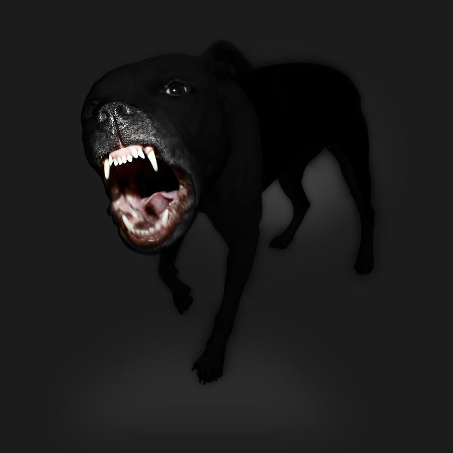 Vicious Black Dog Photograph by Anthony Saint James