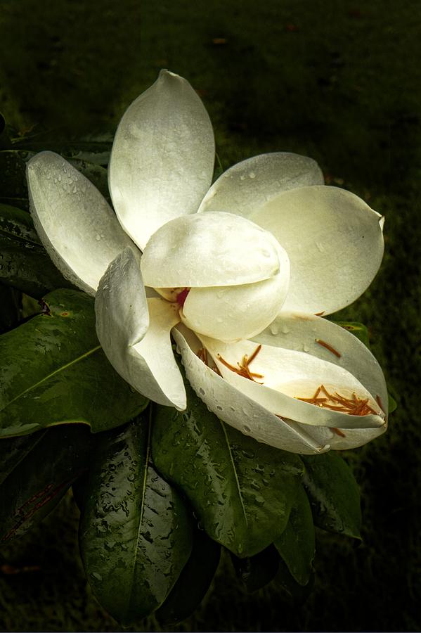 Vicksburg Magnolia Photograph by Harriet Feagin