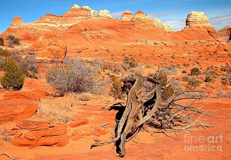 Victim Of The Desert Environment Photograph by Adam Jewell