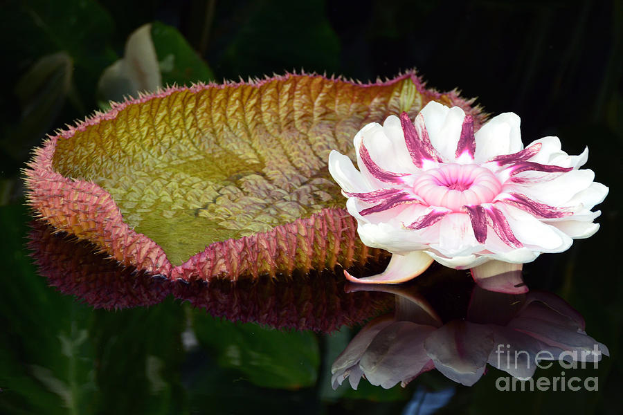 Victoria Amazonica by Scott D Welch Victoria Amazonica by Scott D Welch