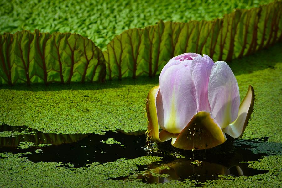 Victoria Amazonica Lily Photograph by Nadalyn Larsen