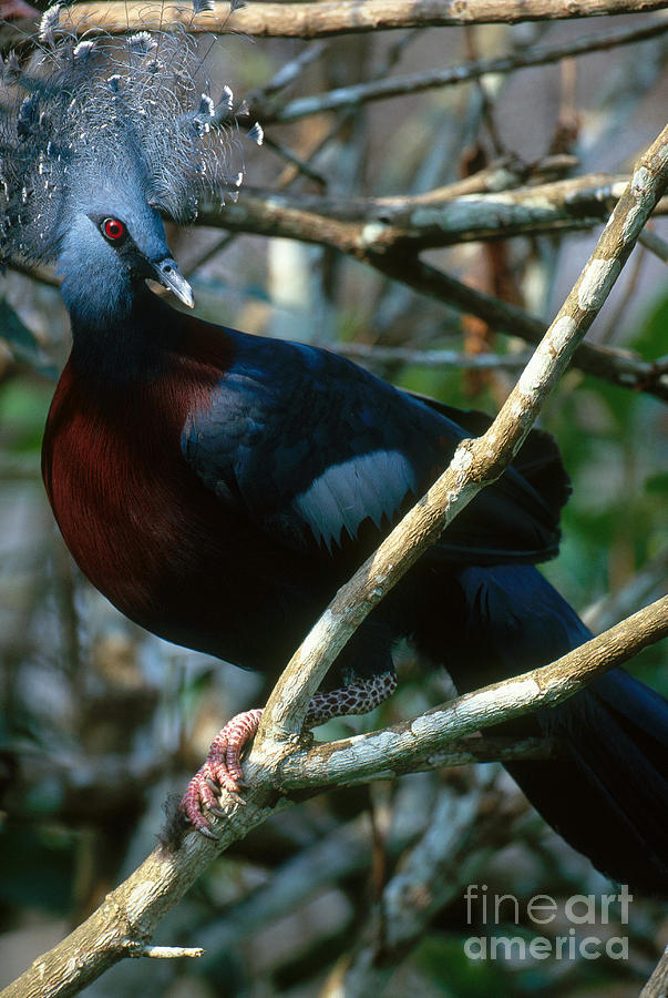 Victoria Crowned Pigeon Photograph by Art Wolfe