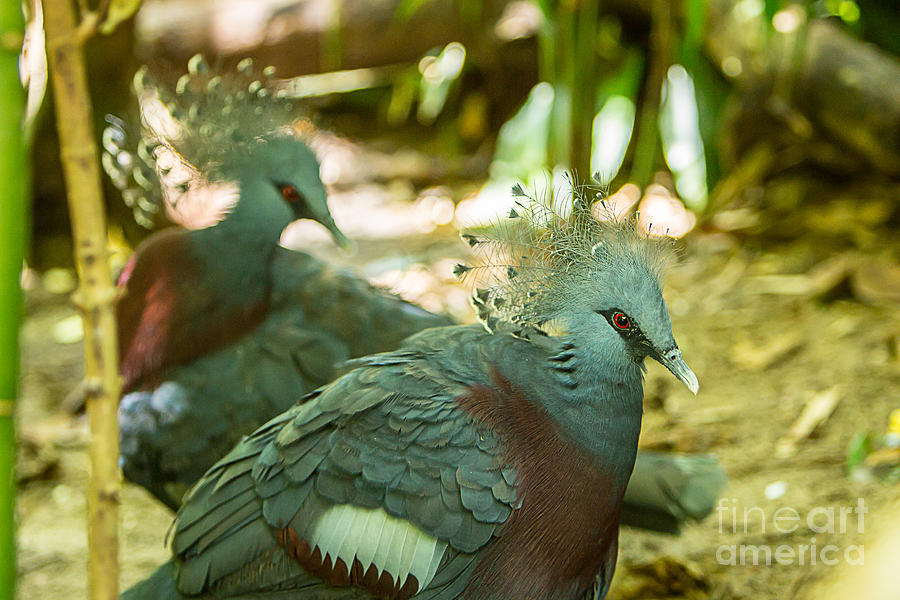 Victoria Crowned Pigeon Photograph by Brad Marzolf Photography