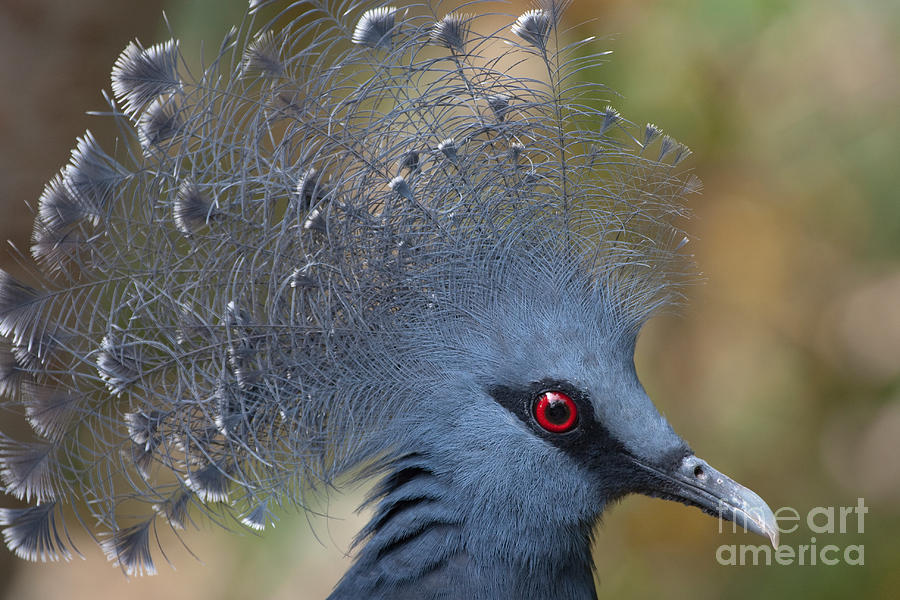 Victoria Crowned Pigeon Photograph by Dr. Peter Wernicke