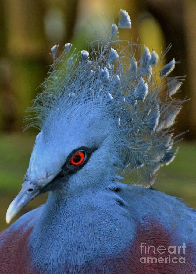 Victoria Crowned Pigeon II Photograph by Don Columbus - Fine Art America