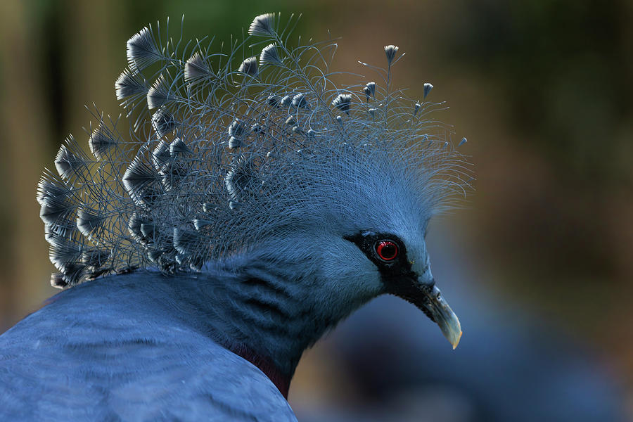 Victoria Crowned Pigeon Photograph by Manoj Shah
