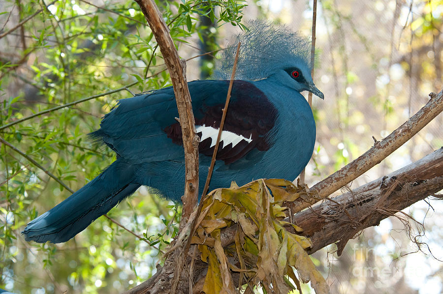 Victoria Crowned Pigeon Photograph by Mark Newman