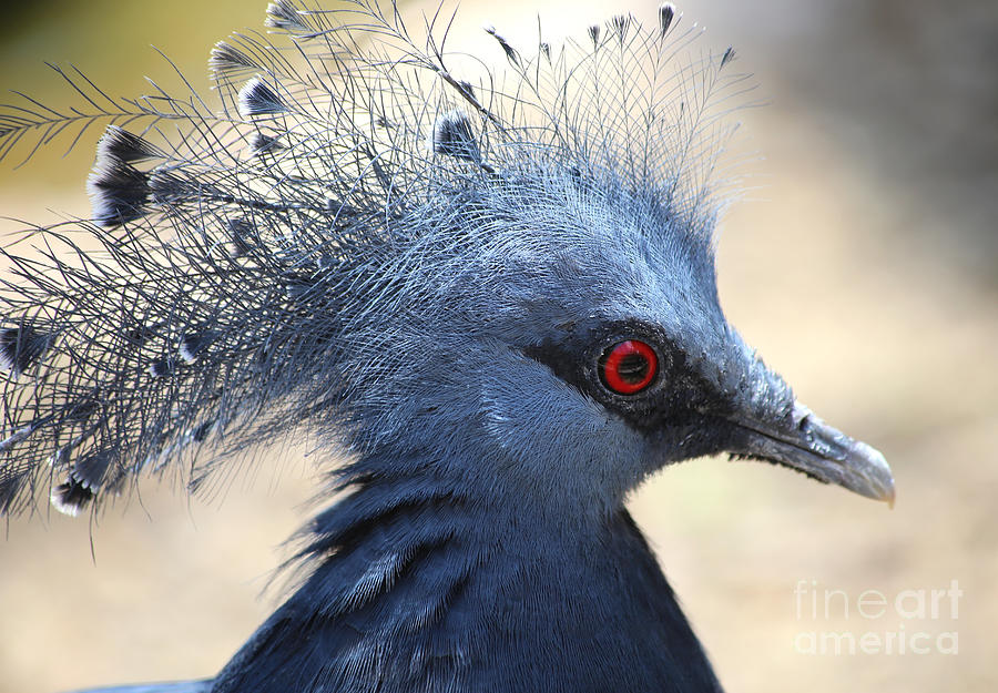 Victoria Crowned Pigeon Photograph by Marty Fancy