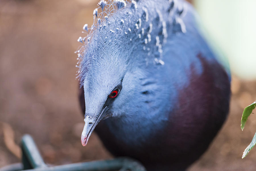 Victoria Crowned Pigeon Photograph by Phil Abrams