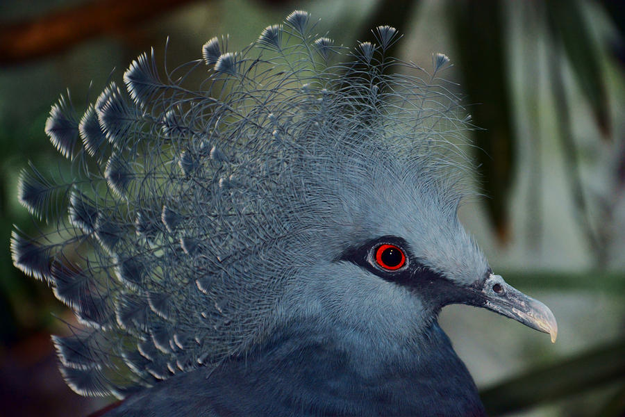 Victoria Crowned Pigeon Photograph by Savannah Gibbs
