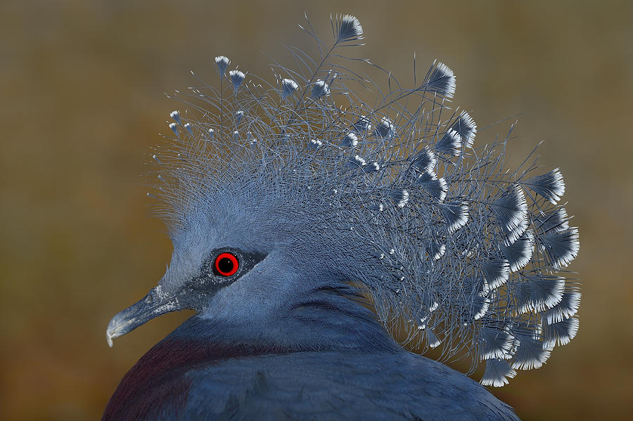 Victoria Crowned Pigeon Photograph by Tony Beck