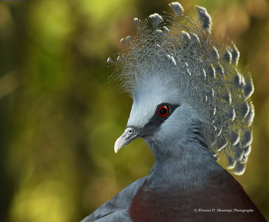Victoria Crowned Pigeon Photograph by Winston D Munnings