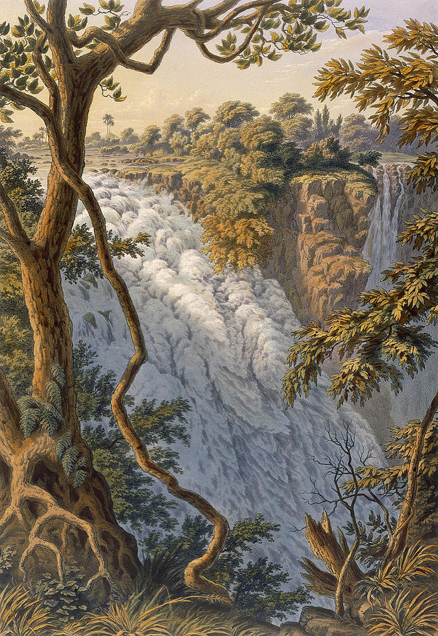 Tree Drawing - Victoria Falls The Leaping Water by Thomas Baines