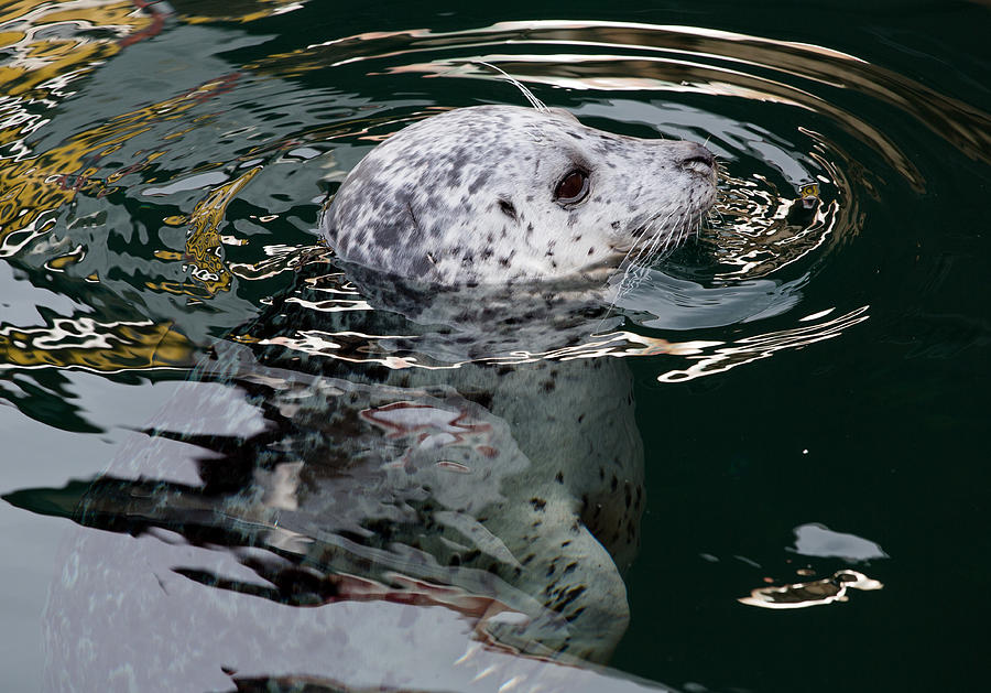 Victoria Harbour Seal Photograph by John Daly