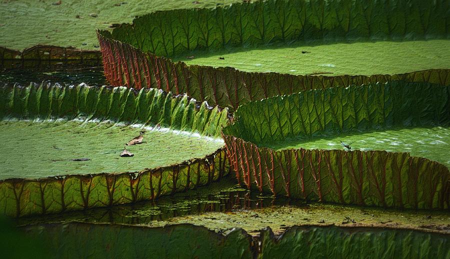 Victoria Lily Pads on the Pond Photograph by Nadalyn Larsen