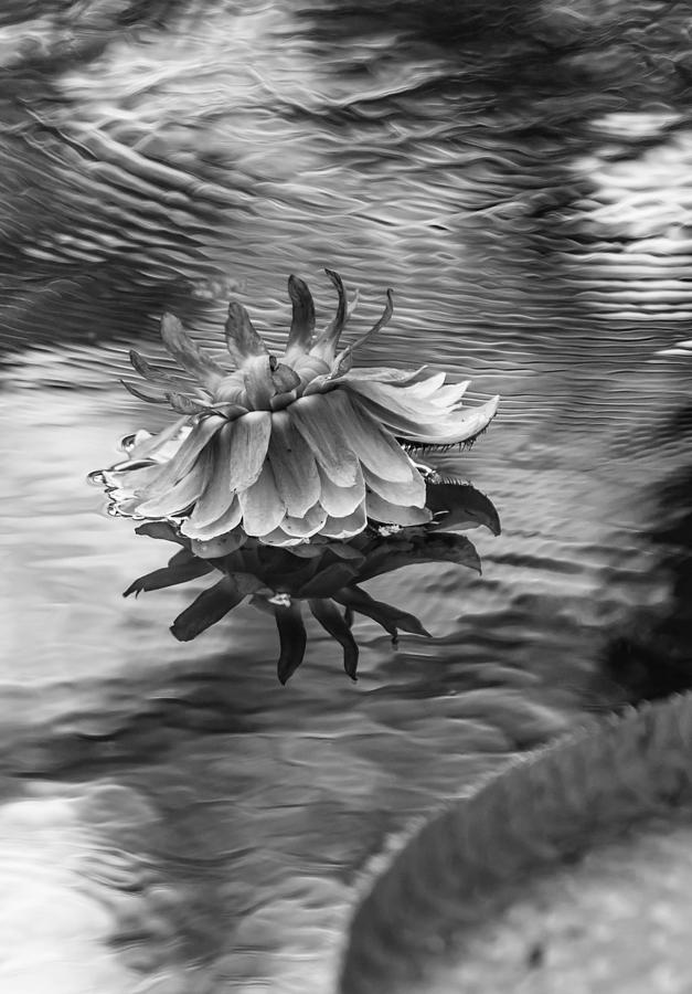 Victoria Regia Blossom. Royal Botanical Garden in Mauritius. Black and White Photograph by Jenny Rainbow
