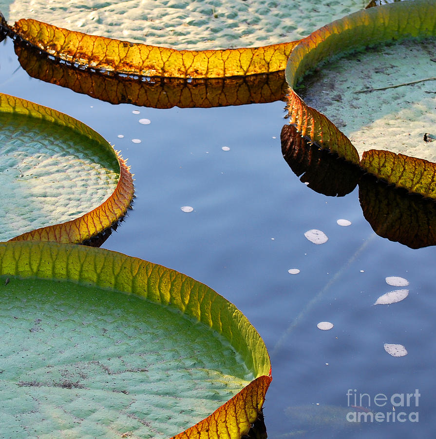 Lily Photograph - Victoria Waterlilies by Nancy Mueller