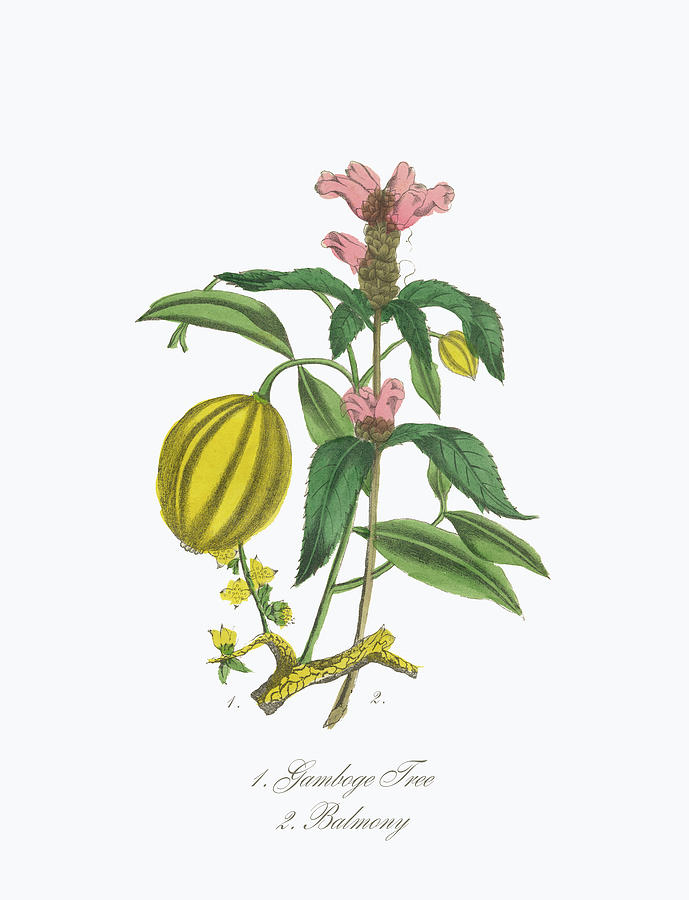 Victorian Botanical Illustration Of Digital Art by Bauhaus1000