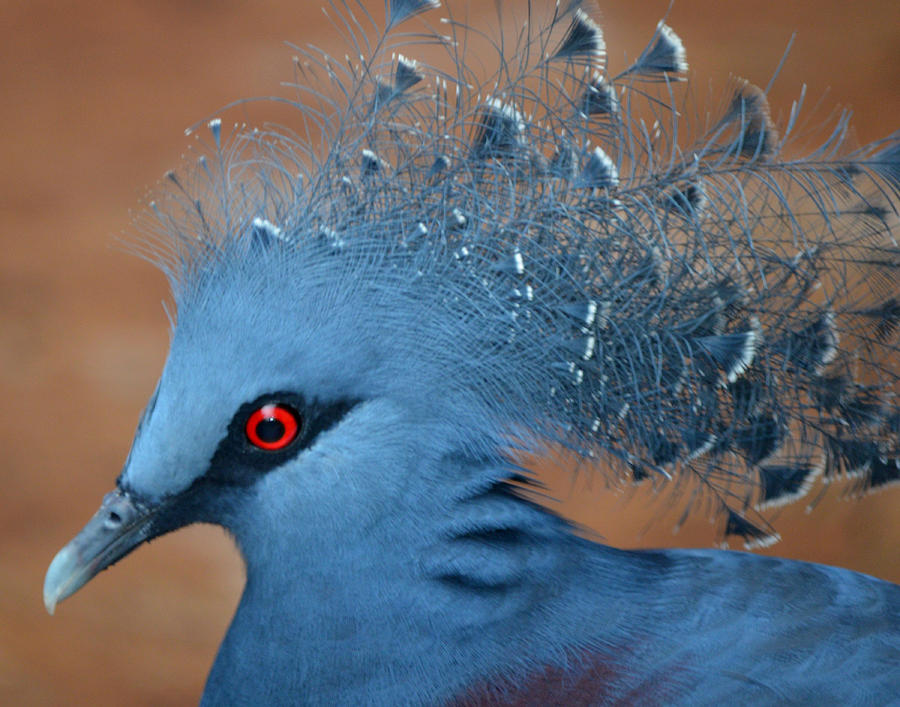 Victorian Crowned Pigeon Photograph by Maggy Marsh
